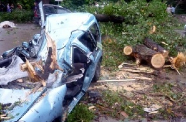 Режат 400 опасни дървета във Варна
