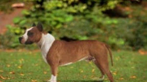 Оперират 8годишно варненче нахапано от домашно куче