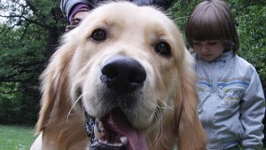 Глобиха стопани на домашни кучета след проверка в парка