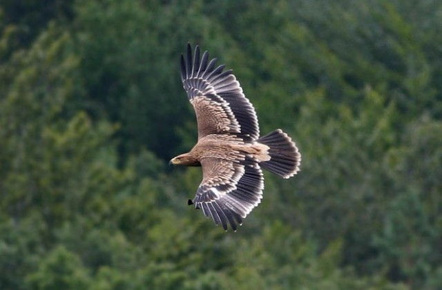 Дарик II  успешно отлетя от гнездото си и се учи да се справя сам