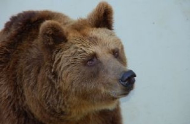 150 кг мечка бе отстреляна тази сутрин до с. Малка Арда