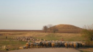 Зачестяват жалбите за отглеждане на животни в населените места