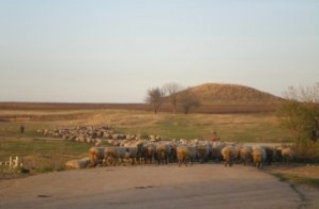 Зачестяват жалбите за отглеждане на животни в населените места
