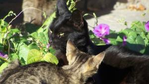 Котки мерят сили на изложба във Варна