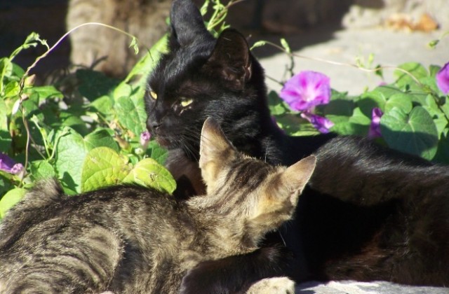 Котки мерят сили на изложба във Варна