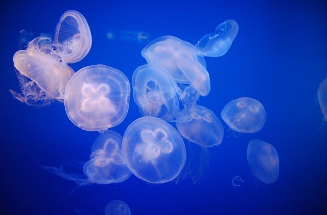 Армада от медузи тормози плажуващите в Испания