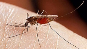 Пръскат срещу комари в Морската градина