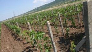 Стартира схема Изкореняване на винени лозя за 2010 2011 година