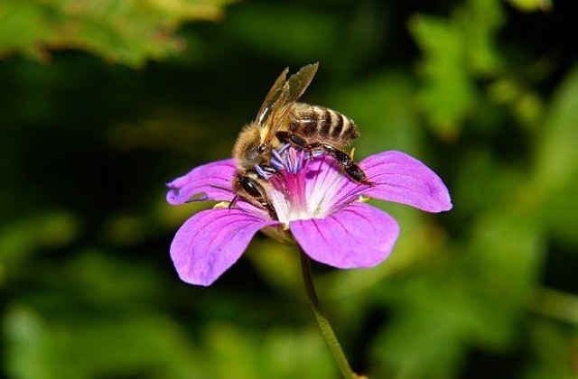 Нараства броят на пчеларите, произвеждащи екомед