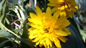 Найвъзрастната варненка става на 108