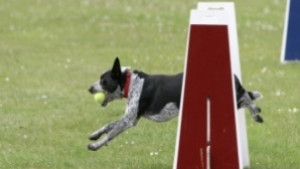 Международна киноложка изложба се открива в Бяла