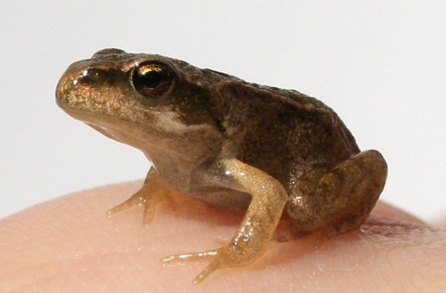 Учени откриха най-малките жаби в света