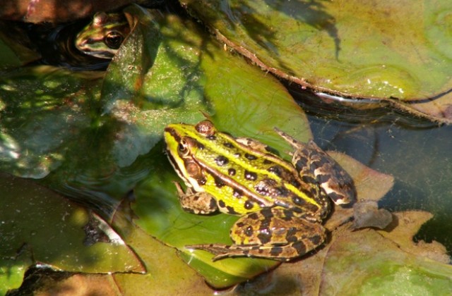 Луди жаби превзеха българското Черноморие