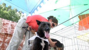 Глобяват неизрядните кучкари