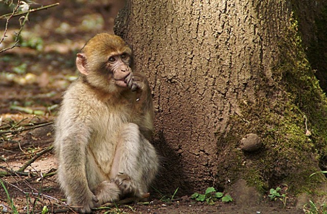 Агресивна маймуна изпохапа над 30 души в Япония