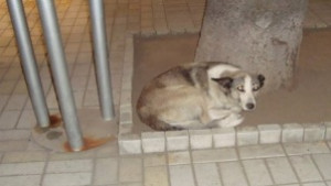 Хайка за кучета в центъра заради Любовта е лудост