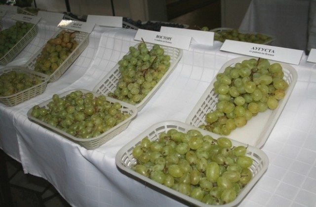 ИЛВ Плевен представи нови сортове грозде