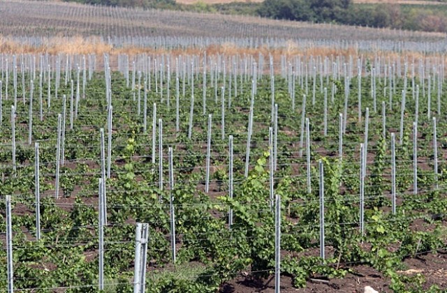 Очакват с 50 % по-нисък добив на грозде в Плевенско