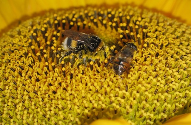 Пчелари от цяла Европа се събират във Варна