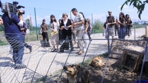 Изграждат приют за 1000 кучета в столичния район Надежда