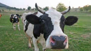 Два часа спасяваха крава заклещена на магистралата