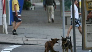 Безплатна кастрация на домашни кучета в район Връбница