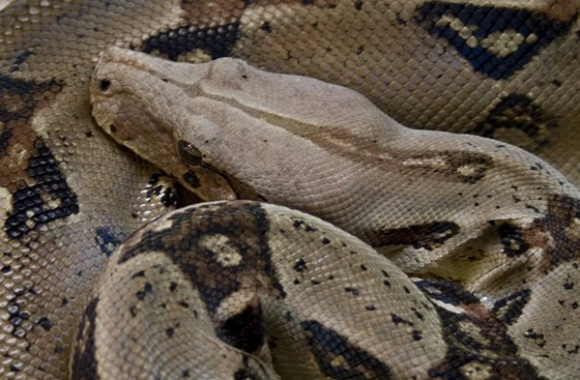 Спасители търсиха змии в столова на училище