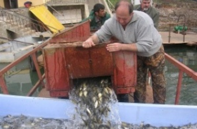 10 000 рибки пуснаха в Дунав