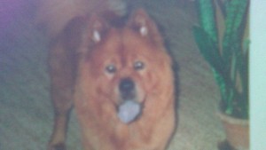 Търси се Вики