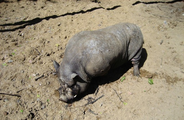 Китайски фермери плашат диви свине с вувузели