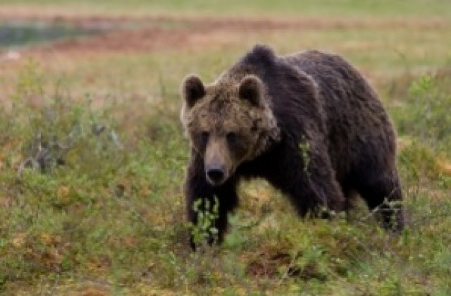 Три нападения от мечки за една нощ в Смолянско