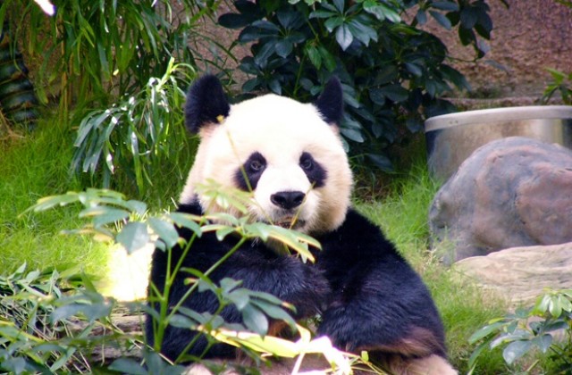 Гигантска панда стана майка за осми път