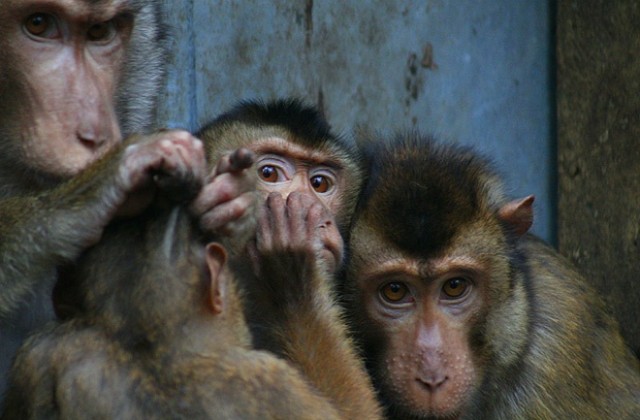 СПИН-вирусът при маймуните е много по-стар от досегашните оценки