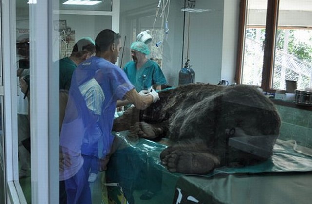 Сляпа мечка от Парка в Белица се подлага на уникална очна операция