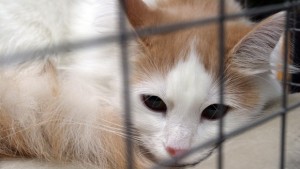 Броят бездомните котки в София