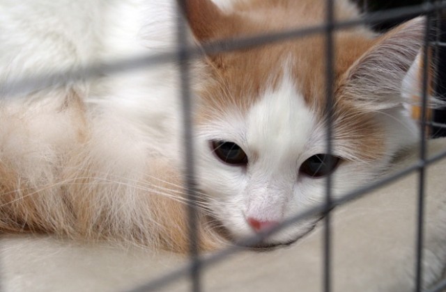 Броят бездомните котки в София