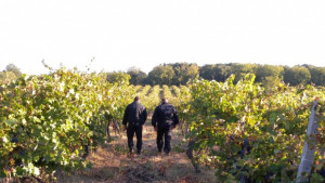 Жандармеристи пазят реколтата в Гълъбово