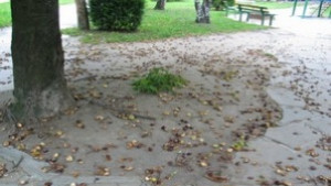 Пенсионери и роми се конкурират в събирането на кестени