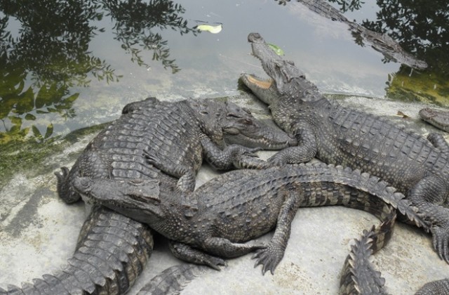 Крокодили гонят жителите на Тайван