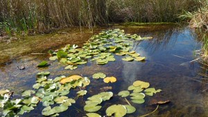 Да затънем в блатото през уикенда