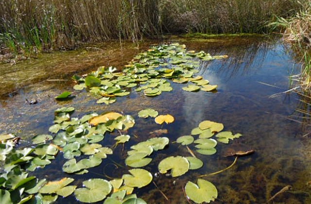Да затънем в блатото през уикенда!