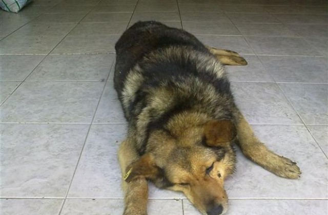 Осъдиха убиец на бездомно куче