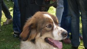 1000 лева такса за притежаване на домашен любимец за разплод