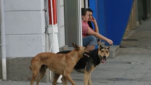 Броят и хора и кучета през 2011а