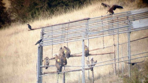 Диви лешояди долетяха във волиера на Врачански Балкан