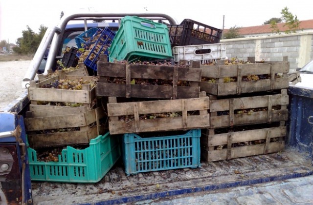 Денонощна охрана пази гроздето в Бяла