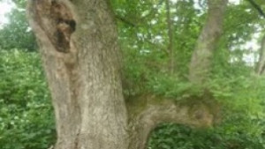 Спасиха вековно дърво