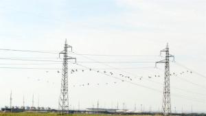 Още 21 птици загинали от токов удар край Бургас