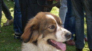 Варненец посегна на полицай заради куче