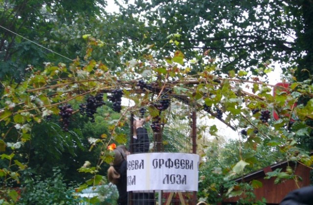С празнична програма премина гроздоберът на Орфеевата лоза